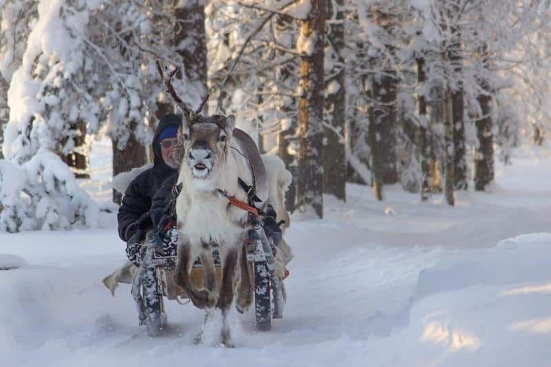 Porotilavierailu ja pitkä poroajelu