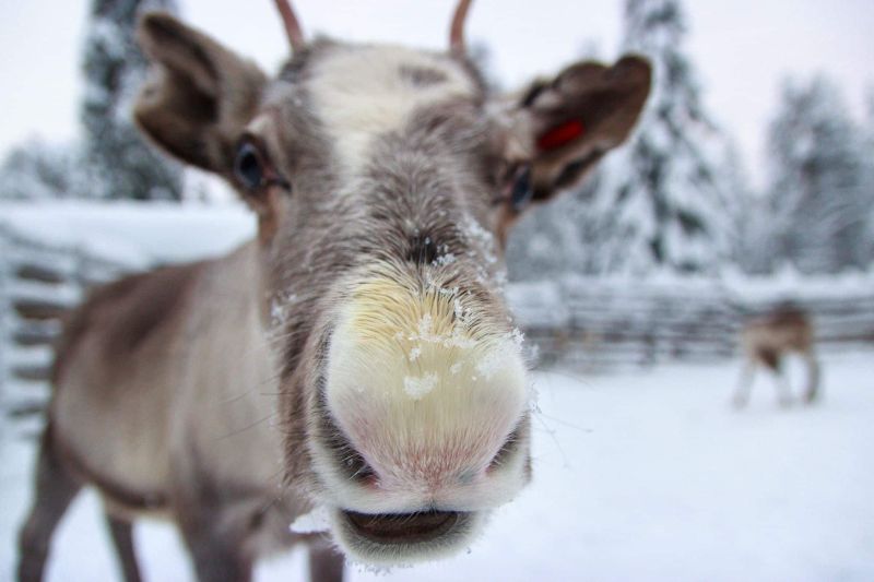 Driving and feeding reindeer