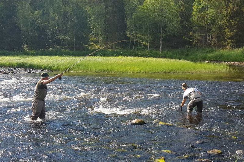 Purje-eviä ja taimenta